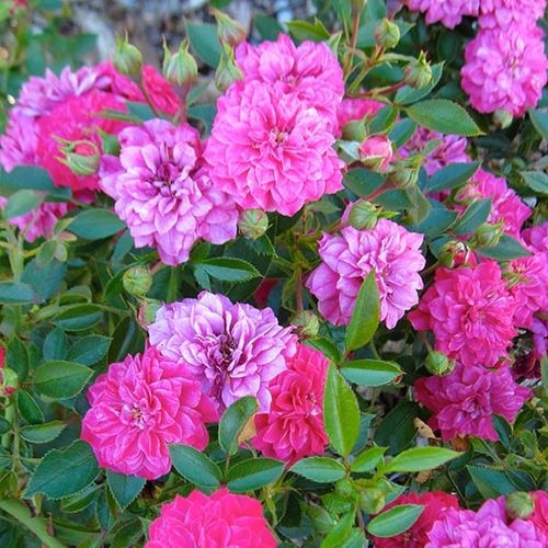Gärtnerei - Rosa Purple Rain ® - violett - bodendecker rosen  - diskret duftend - W. Kordes & Sons - -